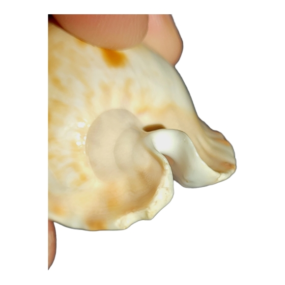 Cypraea (Zoila) mariginata (consueta) - Picture 3 of 8